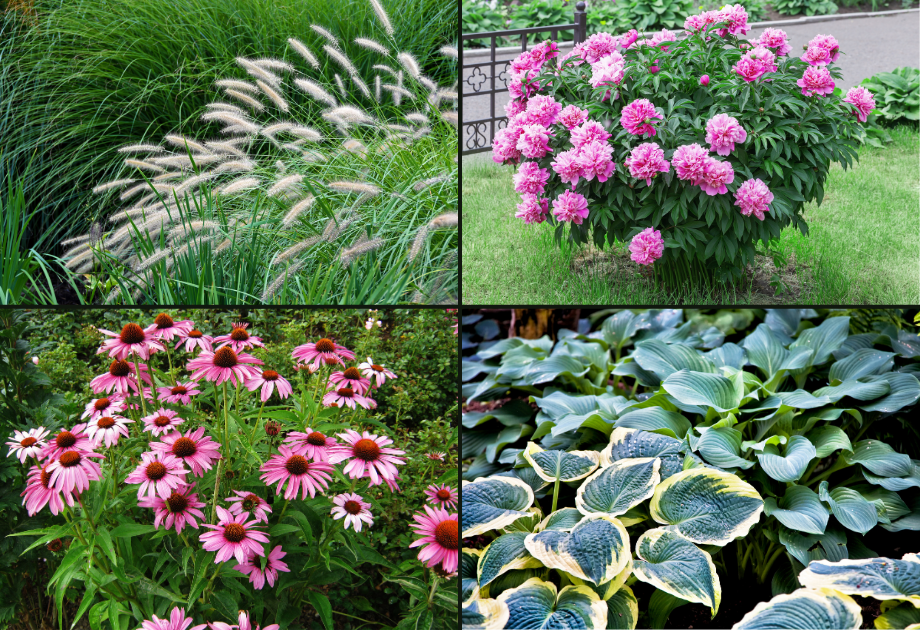 Collage of ornamental grasses, pink peonies, coneflowers, and hostas in a garden